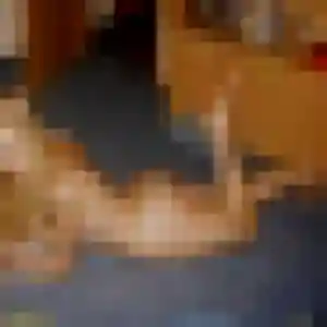 Priscilla, 30 ans, connectée à Chassieu pour un rencontre sexe